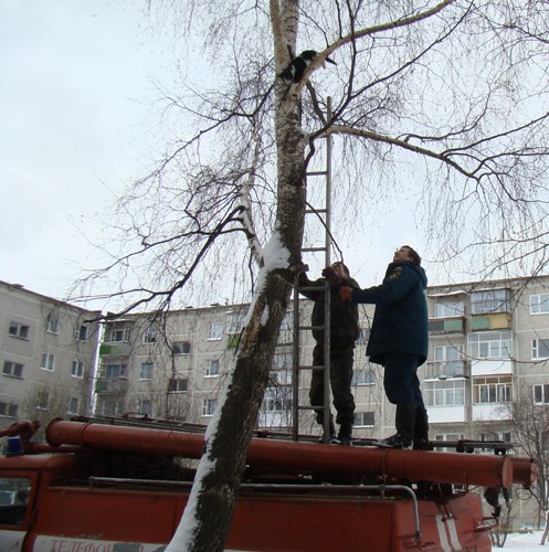 Способы спуститься с дерева безопасно и без травм