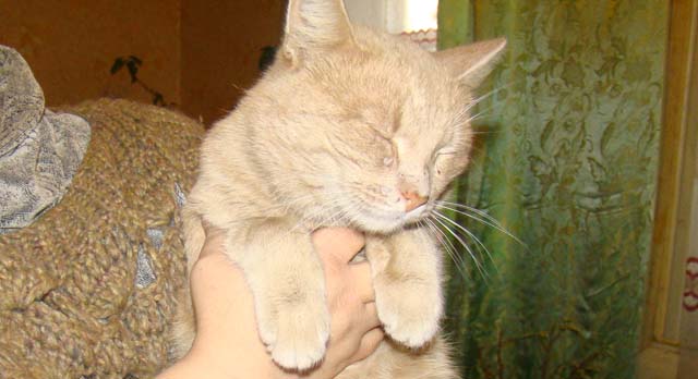 Включи кошку ладу