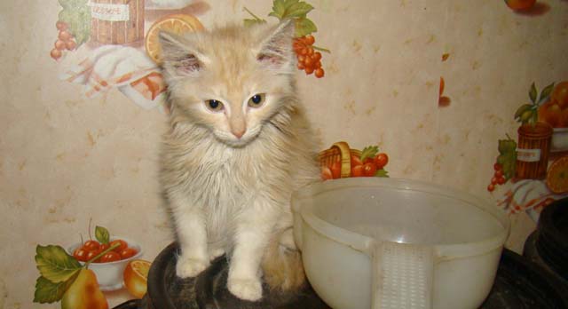 Включи кошку ладу