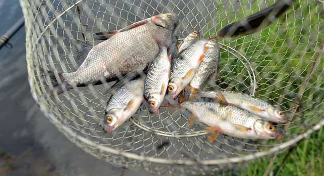 Какие виды рыб можно поймать в реке