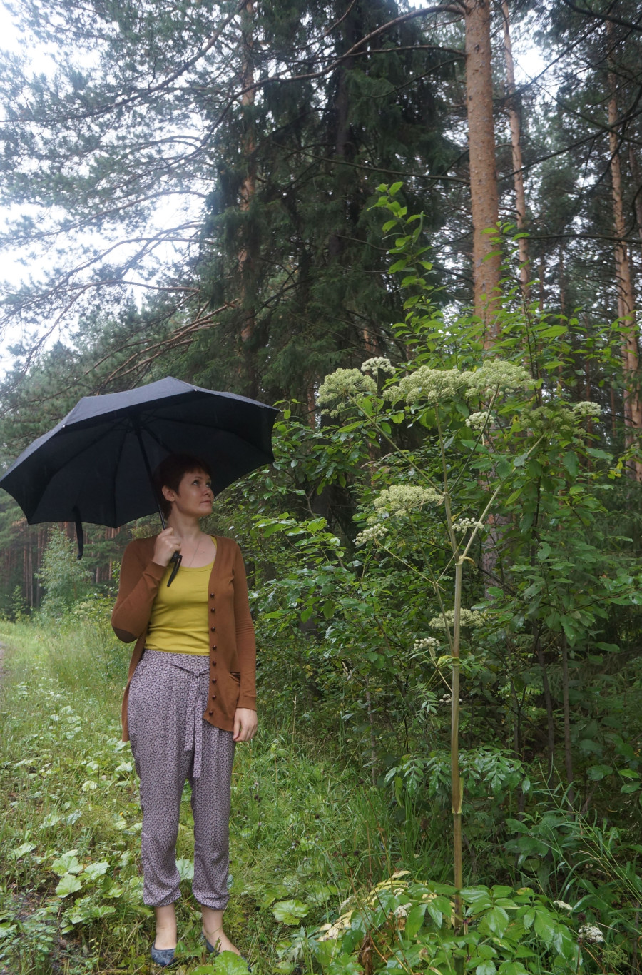 В Ревде быстро размножается ядовитое растение борщевик — Ревда-инфо.ру