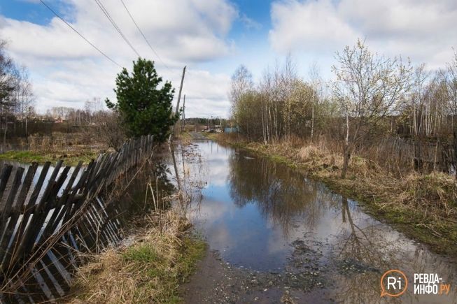 Фото засадил зрелой