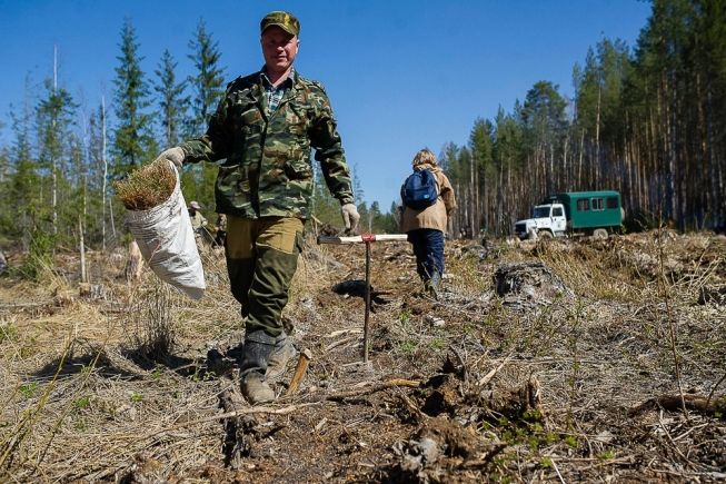 Форма лесничего в россии фото