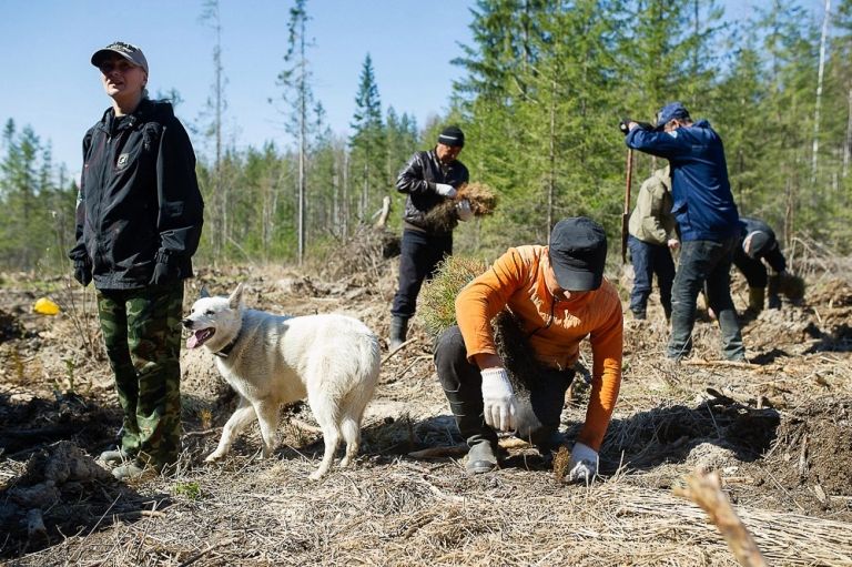 Оку данковское лесничество