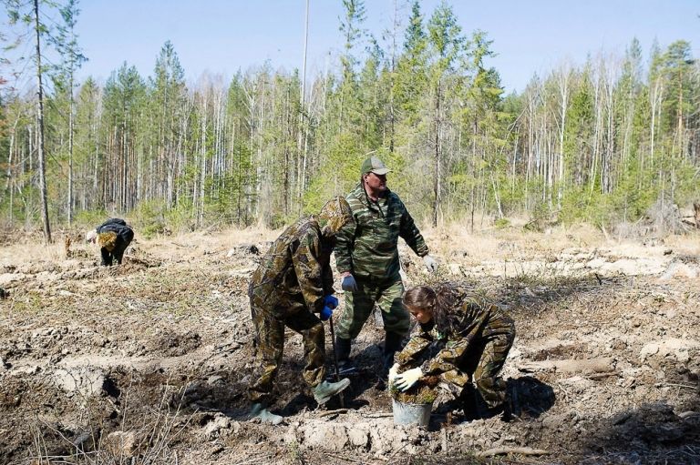 Форма лесничего в россии фото