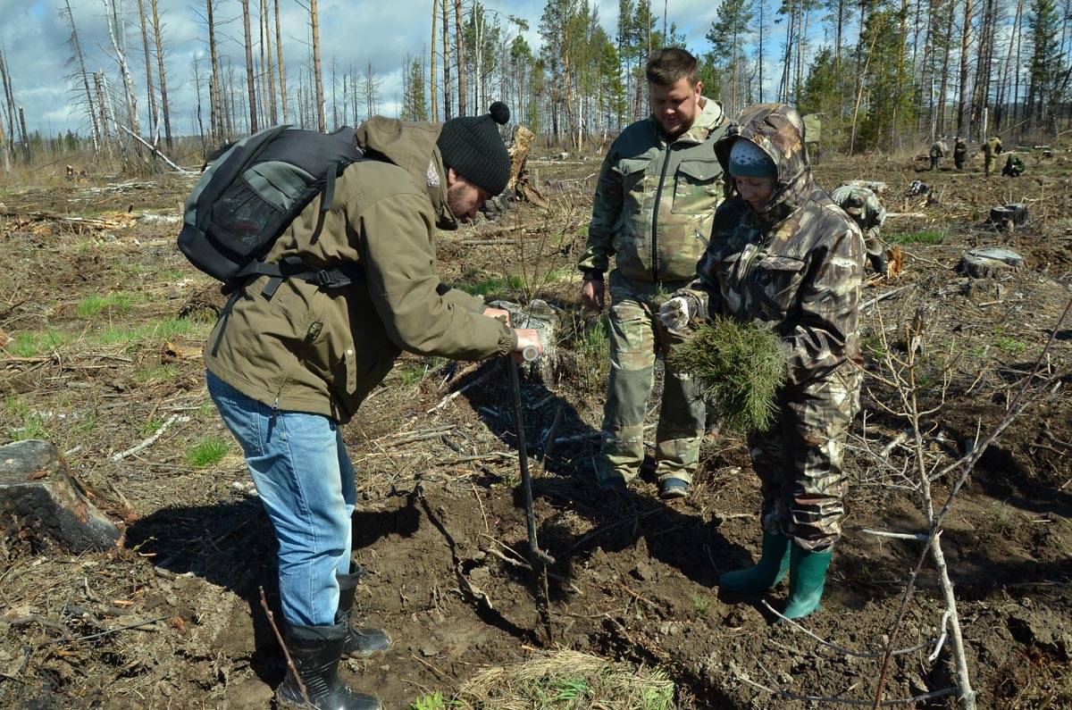 Оку данковское лесничество