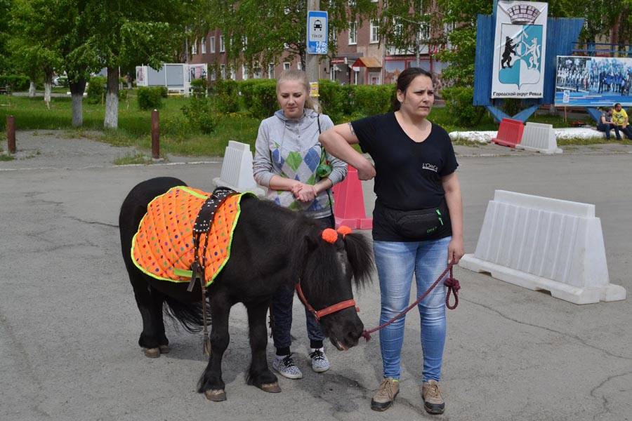 Лучше всех в колхозе работала лошадь но председателем так и не стала картинка