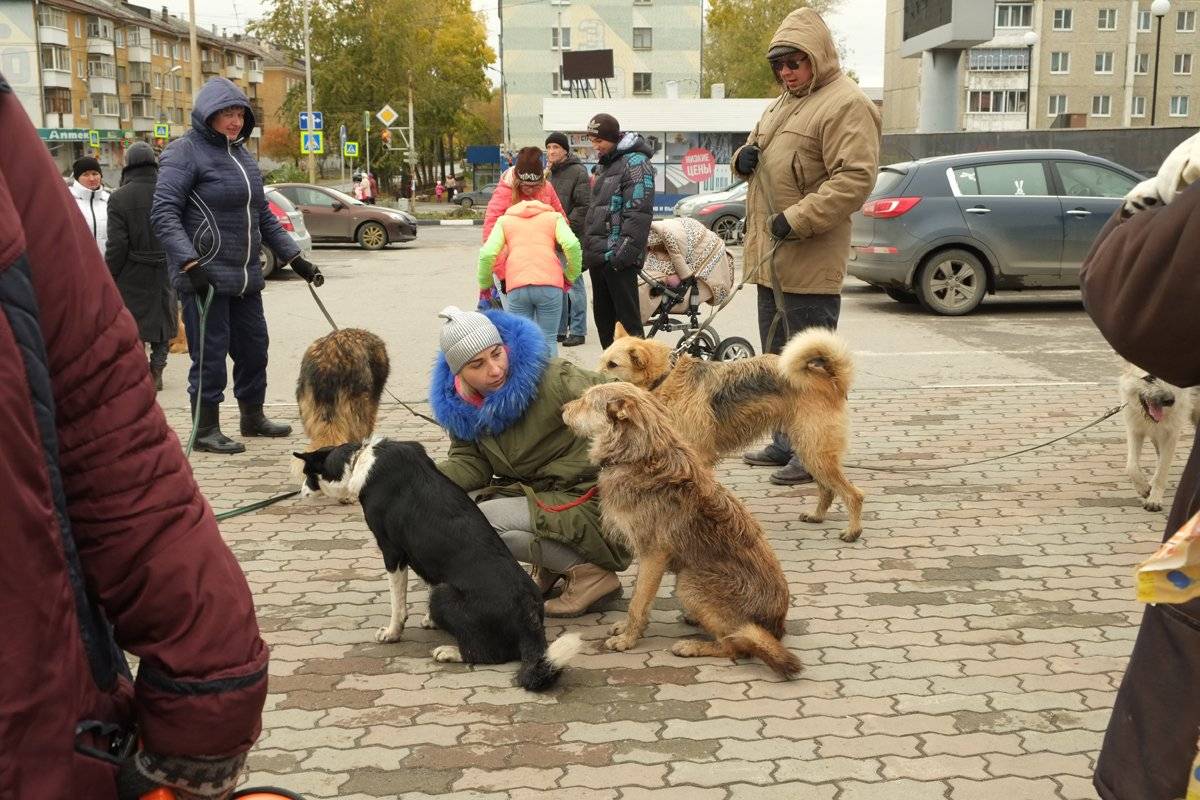 Мир стал чуть добрее»: 17 животных из первоуральского приюта нашли хозяев в  Ревде — Ревда-инфо.ру