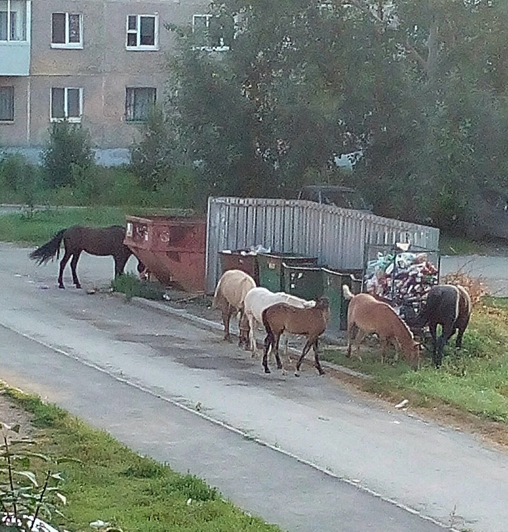 Лошадь прыгает через машину