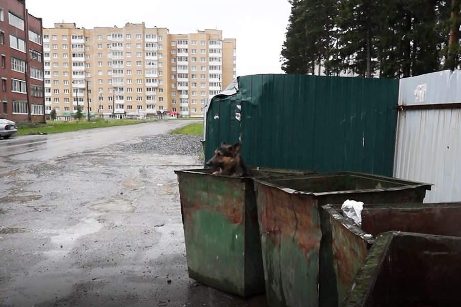 Проект бездомные собаки в городе