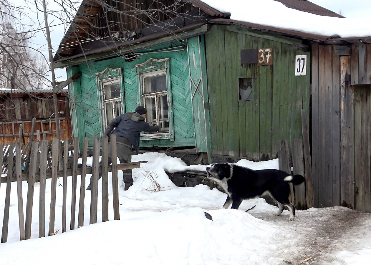 Так не должно быть: как ловят брошенных собак, чтобы спасти им жизнь —  Ревда-инфо.ру