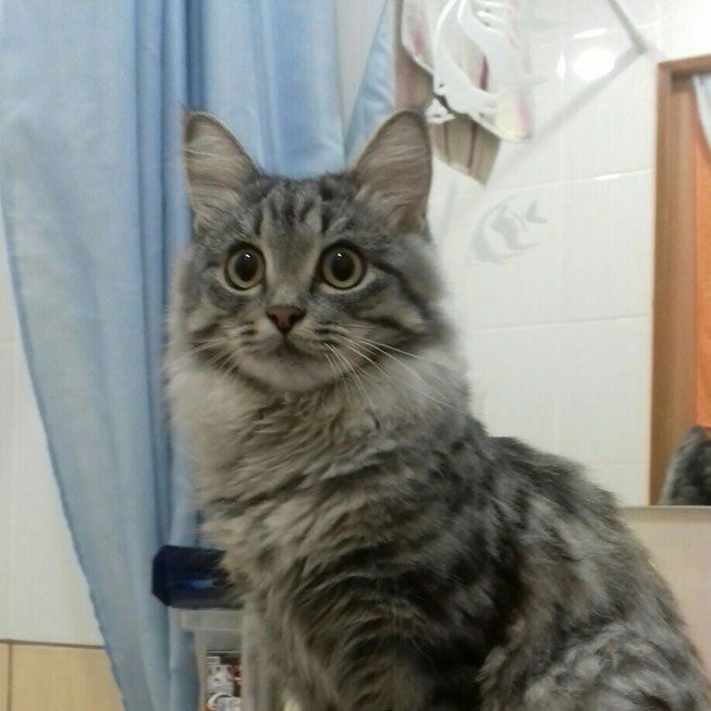 Koshka-Hani Koshka-Hani
