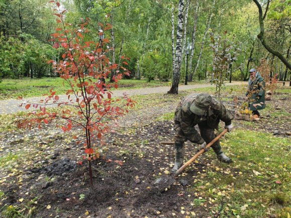 Рабочие должны были посадить 680 деревьев они перевыполнили план на 25 сколько деревьев посадили