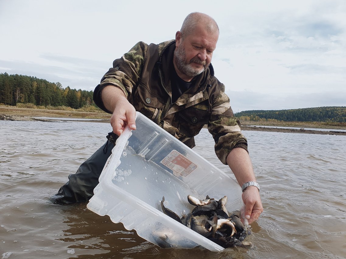 В Ново-Мариинское водохранилище под Ревдой выпустили сазана — Ревда-инфо.ру