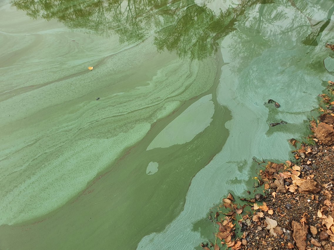 Вода пахнет тиной. Глубины Ревдинского пруда. Почему цветет вода. Как выглядят зеленые воды.