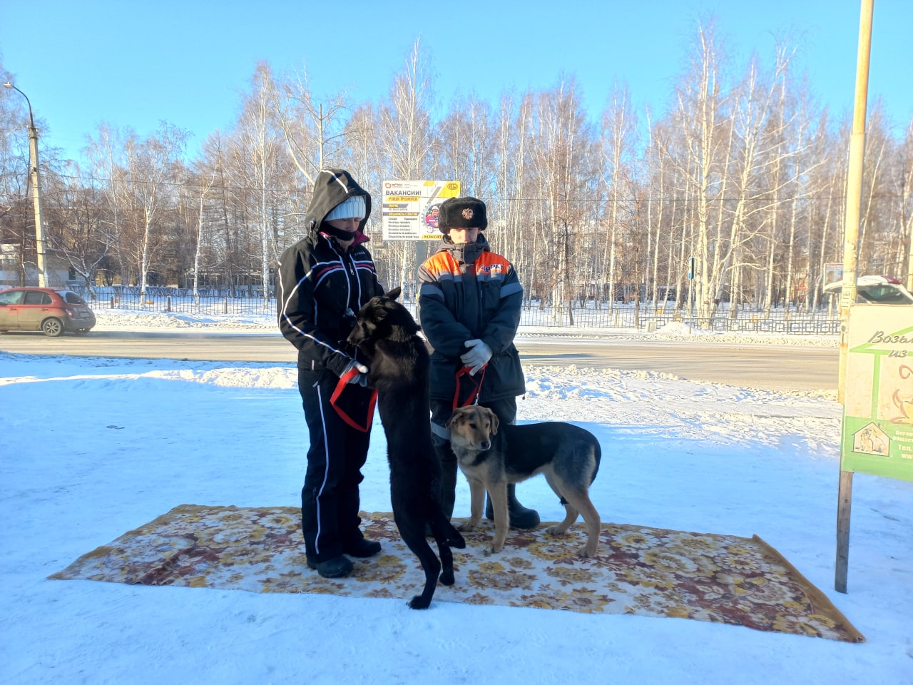 Спасибо тебе, дорогая Ревда!». Первоуральский приют пристроил двух собак и  трех котов на акции у «Квартала» | 28.11.2022 | Ревда - БезФормата