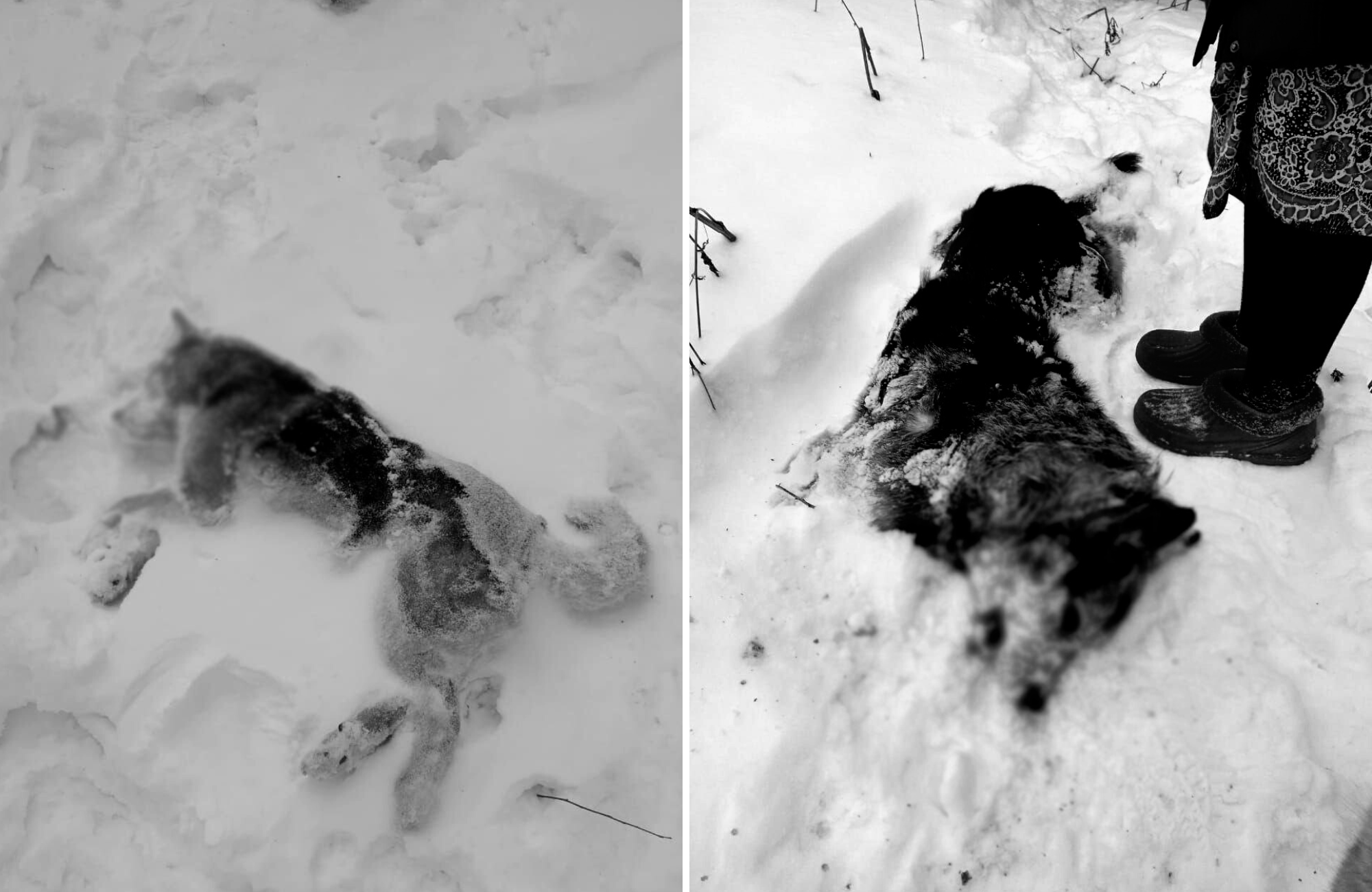 Полиция: собак в Дегтярске застрелили из пневматики — Ревда-инфо.ру