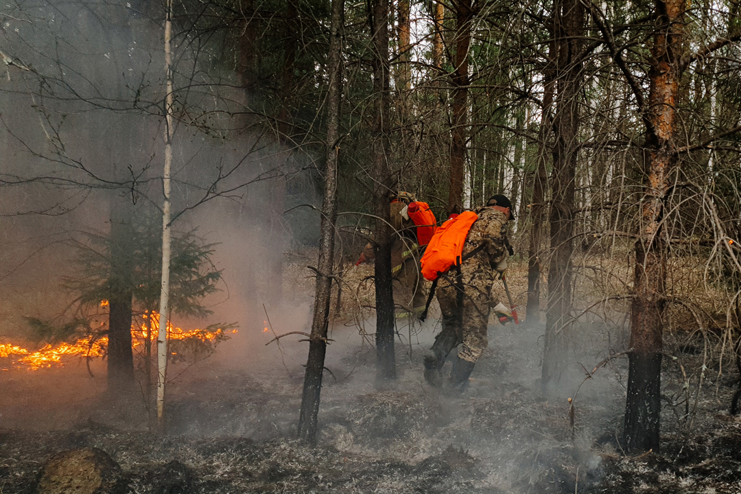 К чему снится тушить огонь во сне. Пожар в лесу. Лесной пожар фото. Способы тушения пожара в лесу. Тушение лесных пожаров картинки.