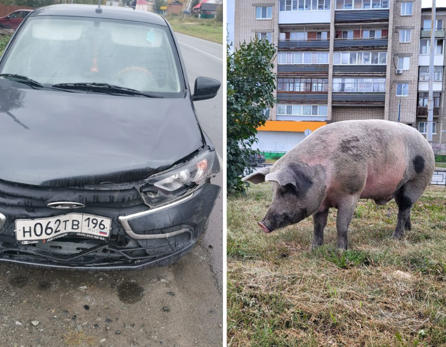 Свинья в легковой автомобиль